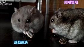 鼠鼠文学娱乐吃瓜酱,娱乐吃瓜酱带你领略网络文学新潮流